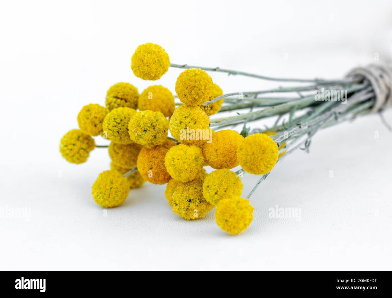 Fiori gialli di Craspedia Globosa (Pycnosorus globosa) essiccati, noti anche come bottoni Billy o Woollyheads. Primo piano. Dettaglio. Foto Stock