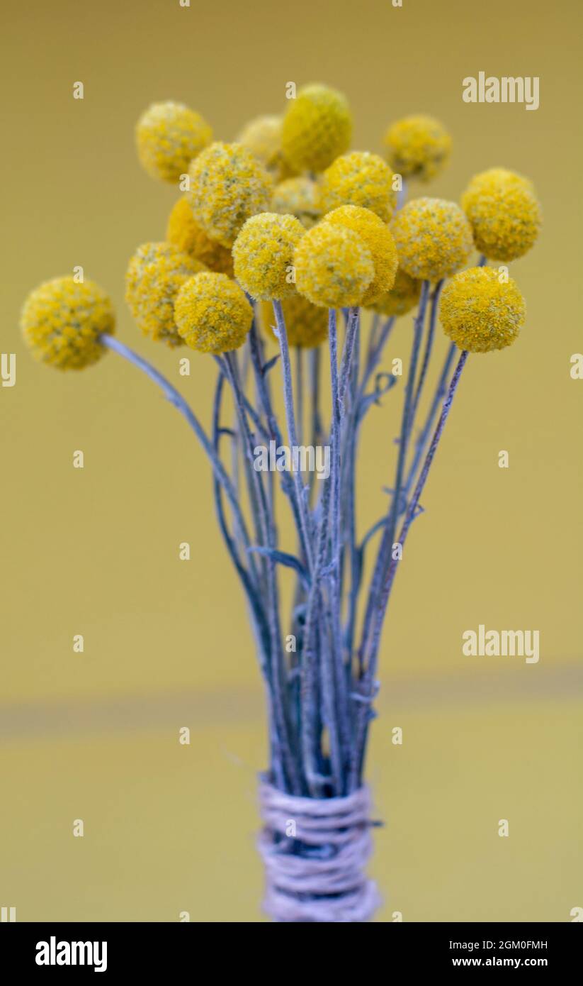 Fiori gialli di Craspedia Globosa (Pycnosorus globosa) essiccati, noti anche come bottoni Billy o Woollyheads. Primo piano. Dettaglio. Foto Stock
