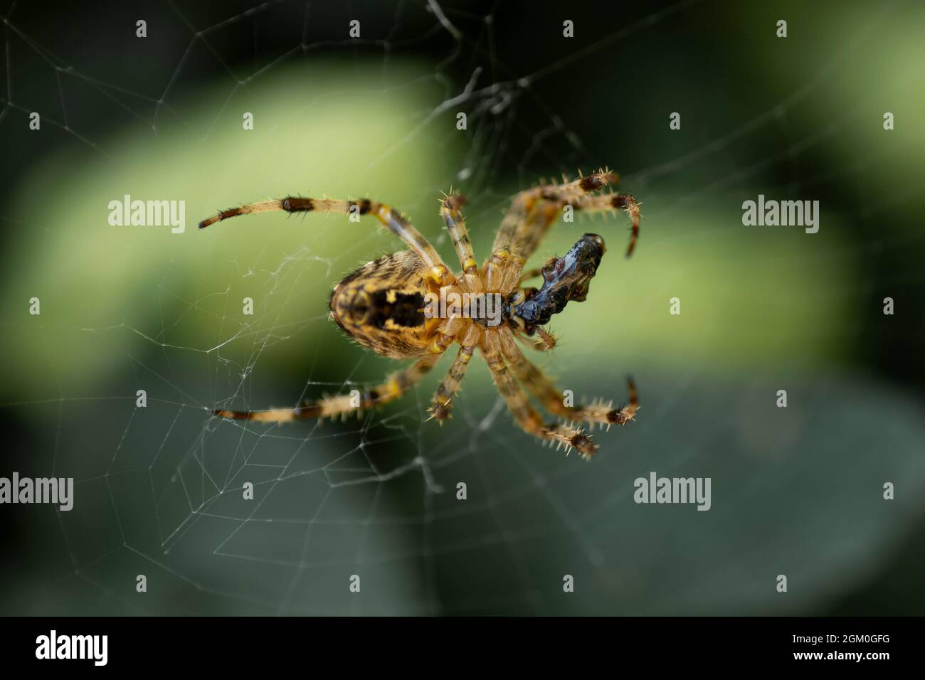 European Garden Spider (Araneus diadematus) noto anche come preda del consumo di Orb-Weaver Croce. Foto Stock