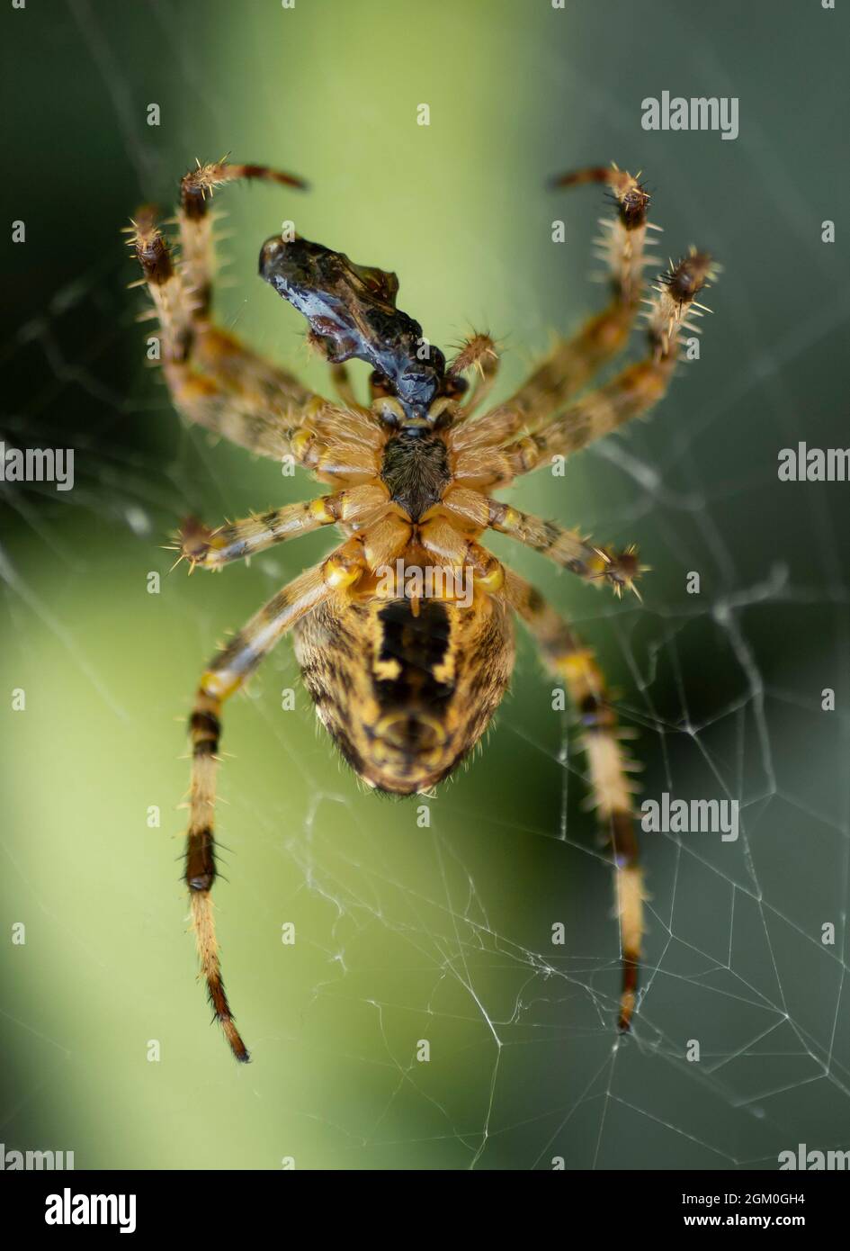 European Garden Spider (Araneus diadematus) noto anche come preda del consumo di Orb-Weaver Croce. Foto Stock