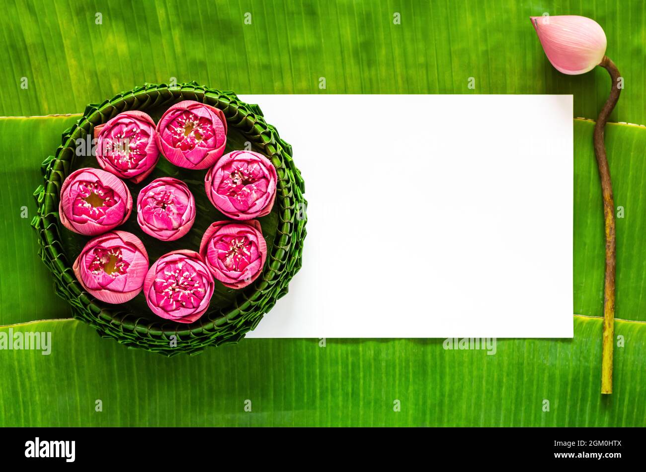 Foglia di banana Krathong decorati con fiori rosa di loto per Thailandia Luna piena o Loy Krathong festival con spazio per il testo. Foto Stock
