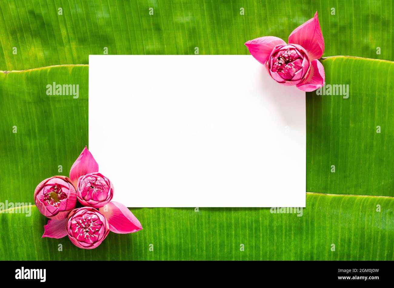 Fiori di loto rosa posti in un angolo di spazio bianco vuoto per il testo su sfondo banana foglie per Thailandia luna piena o festival Loy krathong. Foto Stock