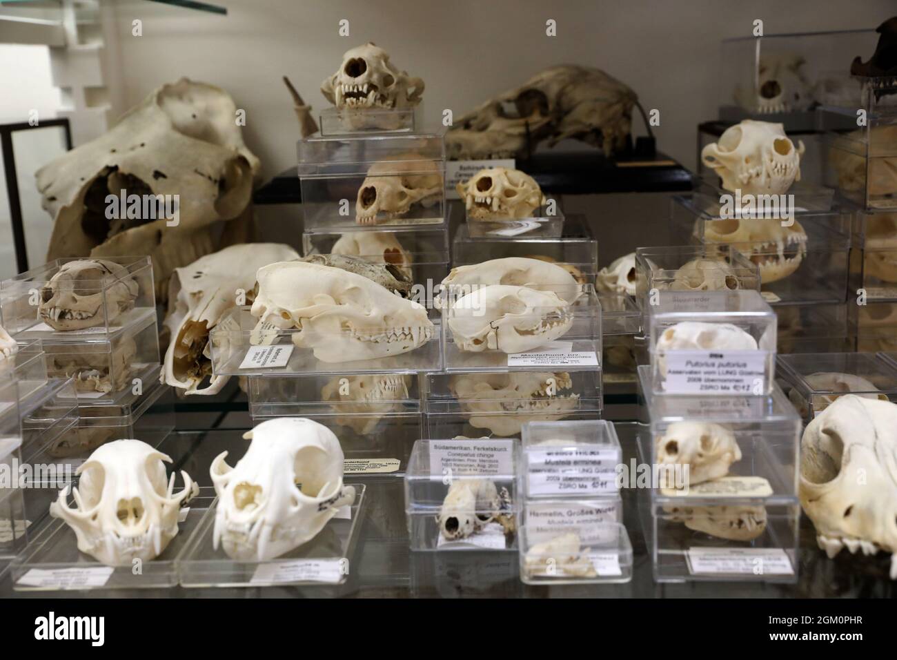 15 settembre 2021, Meclemburgo-Pomerania occidentale, Rostock: Nella rivista storica della schiuma della Collezione zoologica dell'Università di Rostock si può vedere una collezione di cranio. Oltre alla mostra permanente nella rivista Foam, c'è un'area per mostre speciali che cambiano ogni anno. La Collezione Zoologica dell'Università di Rostock è stata fondata nel 1775, dal 1880 è situata nell'Istituto Zoologico della Universiätsplatz. Oltre alla rivista Foam e alla mostra speciale c'è anche un'area per la collezione di ricerca, che non è aperta al pubblico. Scadenza Foto Stock