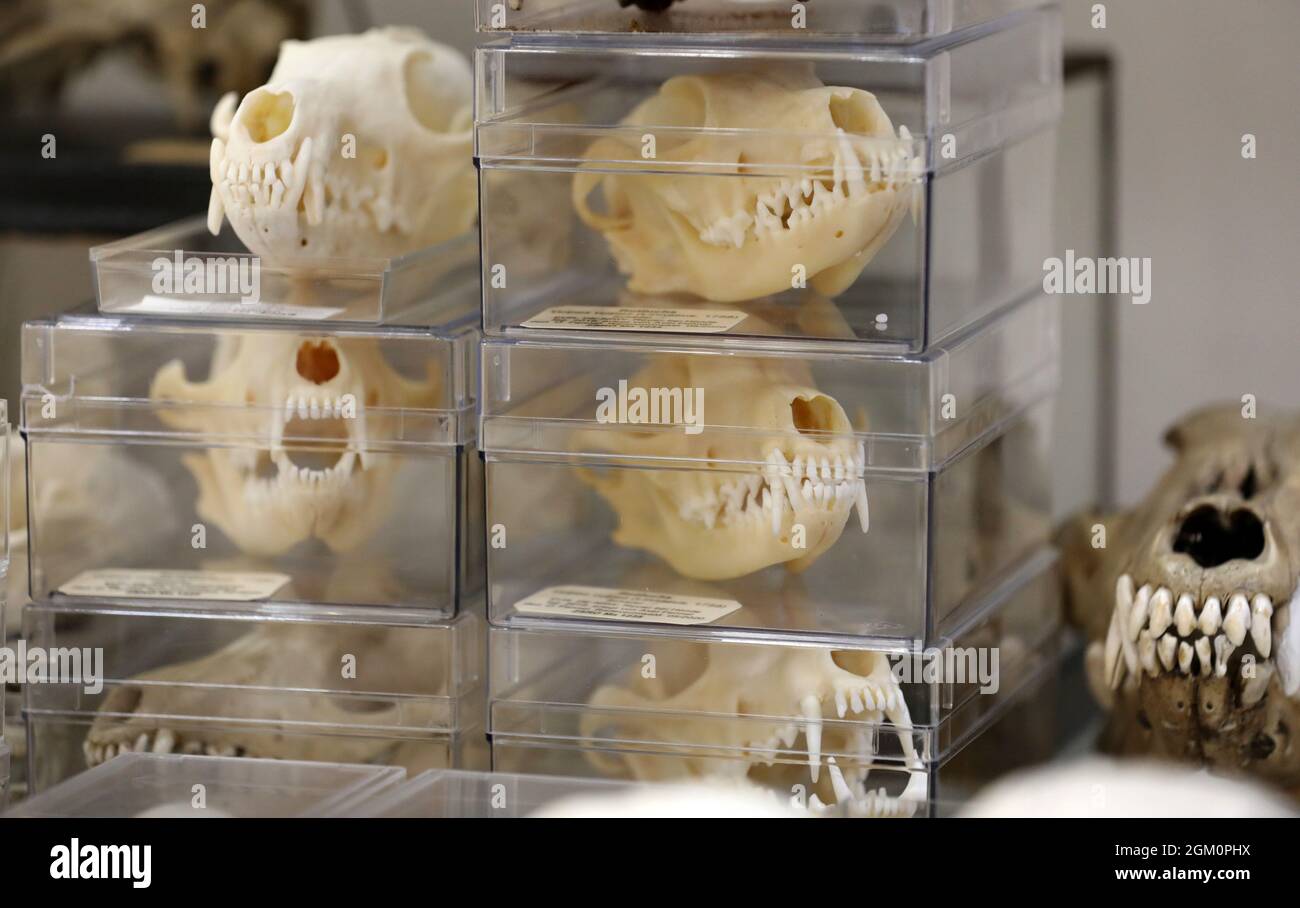 15 settembre 2021, Meclemburgo-Pomerania occidentale, Rostock: Nella rivista storica della schiuma della Collezione zoologica dell'Università di Rostock si può vedere una collezione di cranio. Oltre alla mostra permanente nella rivista Foam, c'è un'area per mostre speciali che cambiano ogni anno. La Collezione Zoologica dell'Università di Rostock è stata fondata nel 1775, dal 1880 è situata nell'Istituto Zoologico della Universiätsplatz. Oltre alla rivista Foam e alla mostra speciale c'è anche un'area per la collezione di ricerca, che non è aperta al pubblico. Scadenza Foto Stock