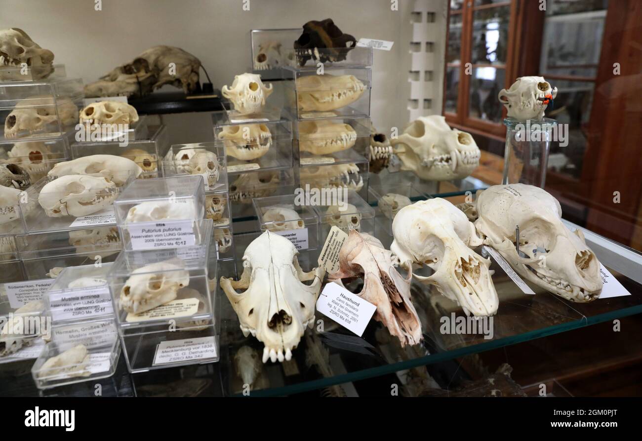 15 settembre 2021, Meclemburgo-Pomerania occidentale, Rostock: Nella rivista storica della schiuma della Collezione zoologica dell'Università di Rostock si può vedere una collezione di cranio. Oltre alla mostra permanente nella rivista Foam, c'è un'area per mostre speciali che cambiano ogni anno. La Collezione Zoologica dell'Università di Rostock è stata fondata nel 1775, dal 1880 è situata nell'Istituto Zoologico della Universiätsplatz. Oltre alla rivista Foam e alla mostra speciale c'è anche un'area per la collezione di ricerca, che non è aperta al pubblico. Scadenza Foto Stock