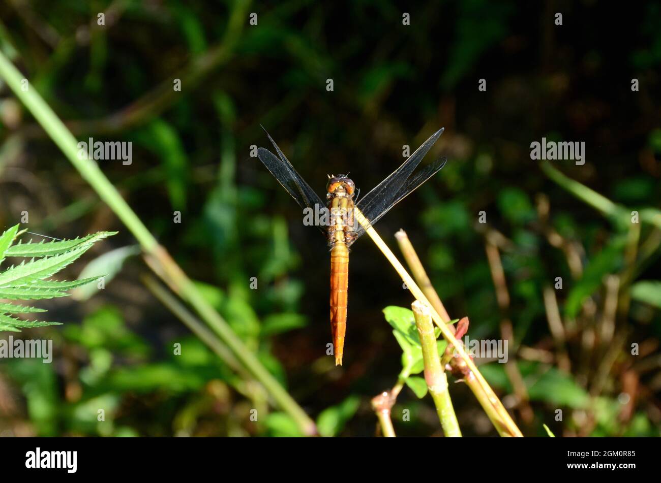 closeup la bella arancio marrone dragonfly tenere su erba pianta su fuori fuoco verde marrone sfondo. Foto Stock