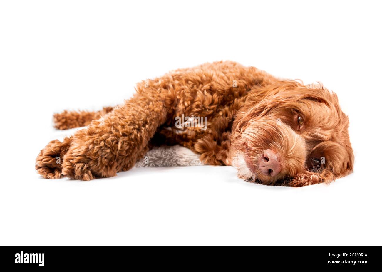 Labradoodle cane sdraiato sul terreno mentre si guarda la macchina fotografica. Sonnolenza o stanco marrone soffice femmina adulta cane con zampe grandi. Focu selettivo Foto Stock