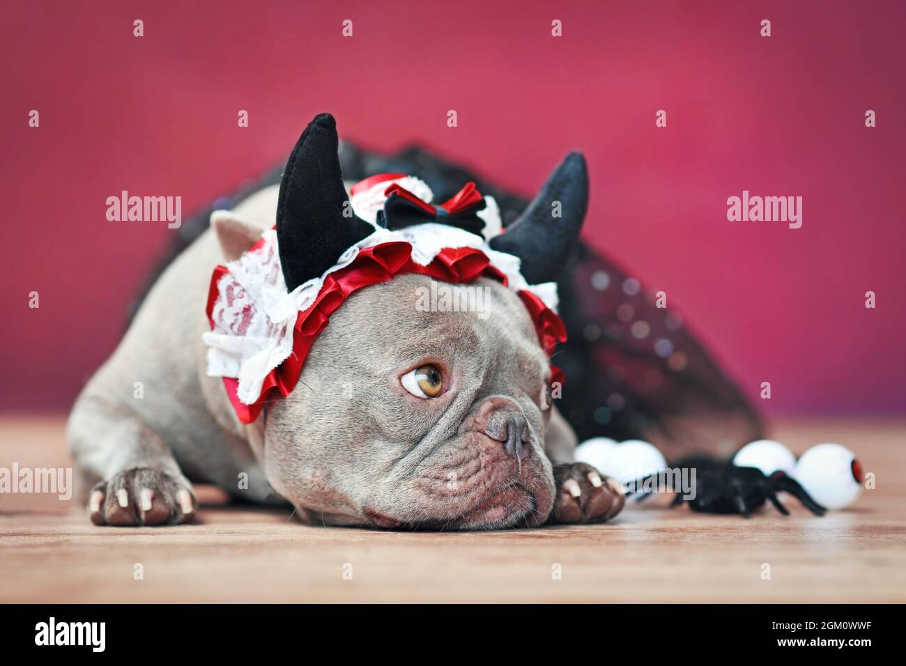 Cane Bulldog francese con fascia rossa a corno diavolo con nastro e tutu nero davanti a sfondo rosso Foto Stock