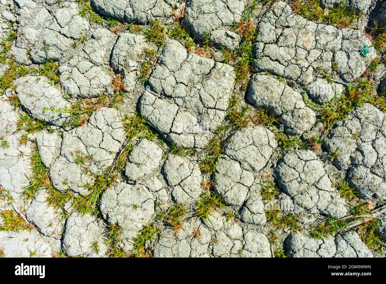 Terra secca spaccata, terra con macchie di erba verde durante la siccità estiva. Foto Stock