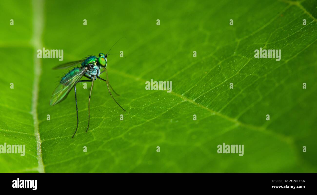 Insetto su una foglia verde Foto Stock