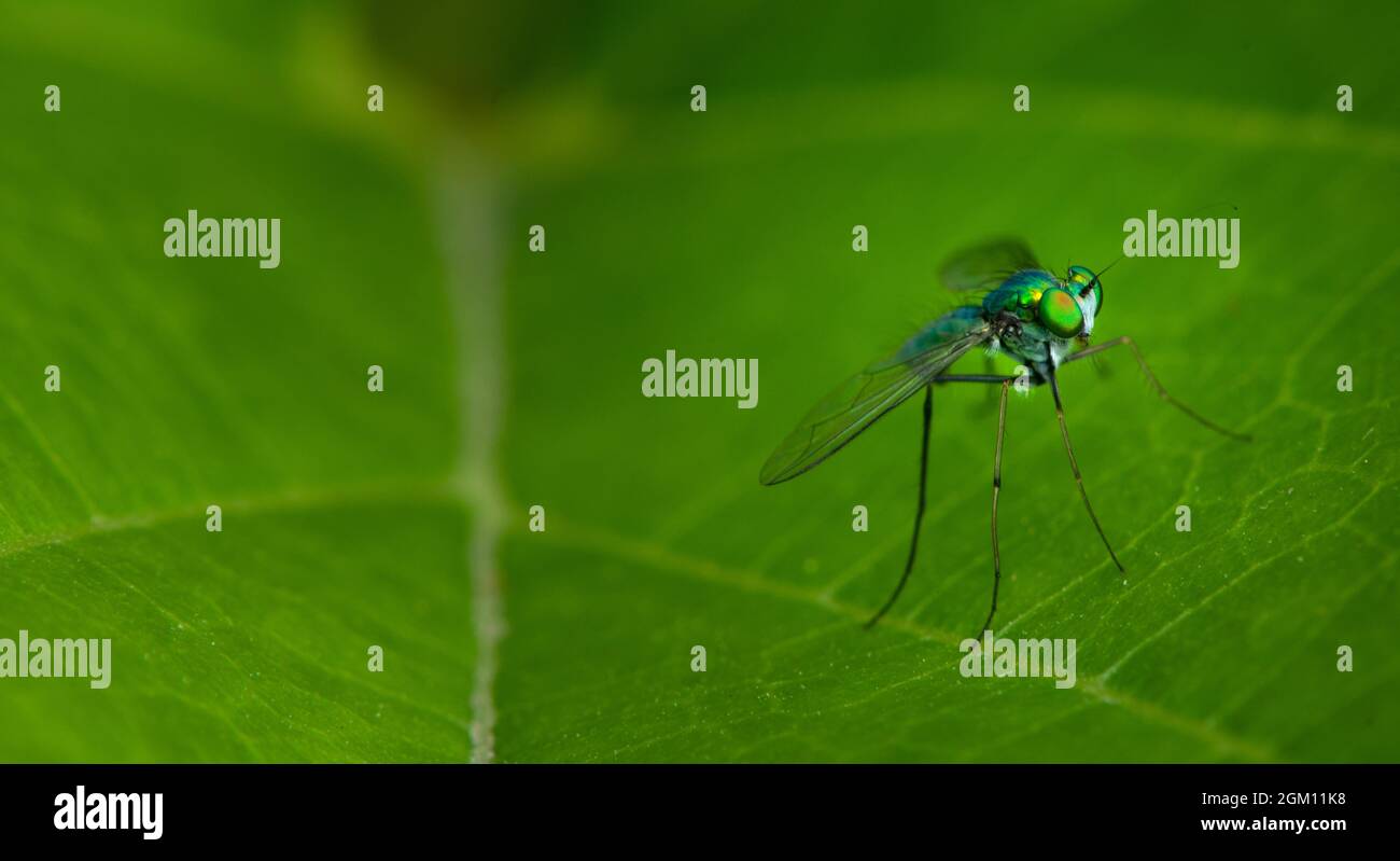 Insetto su una foglia verde Foto Stock