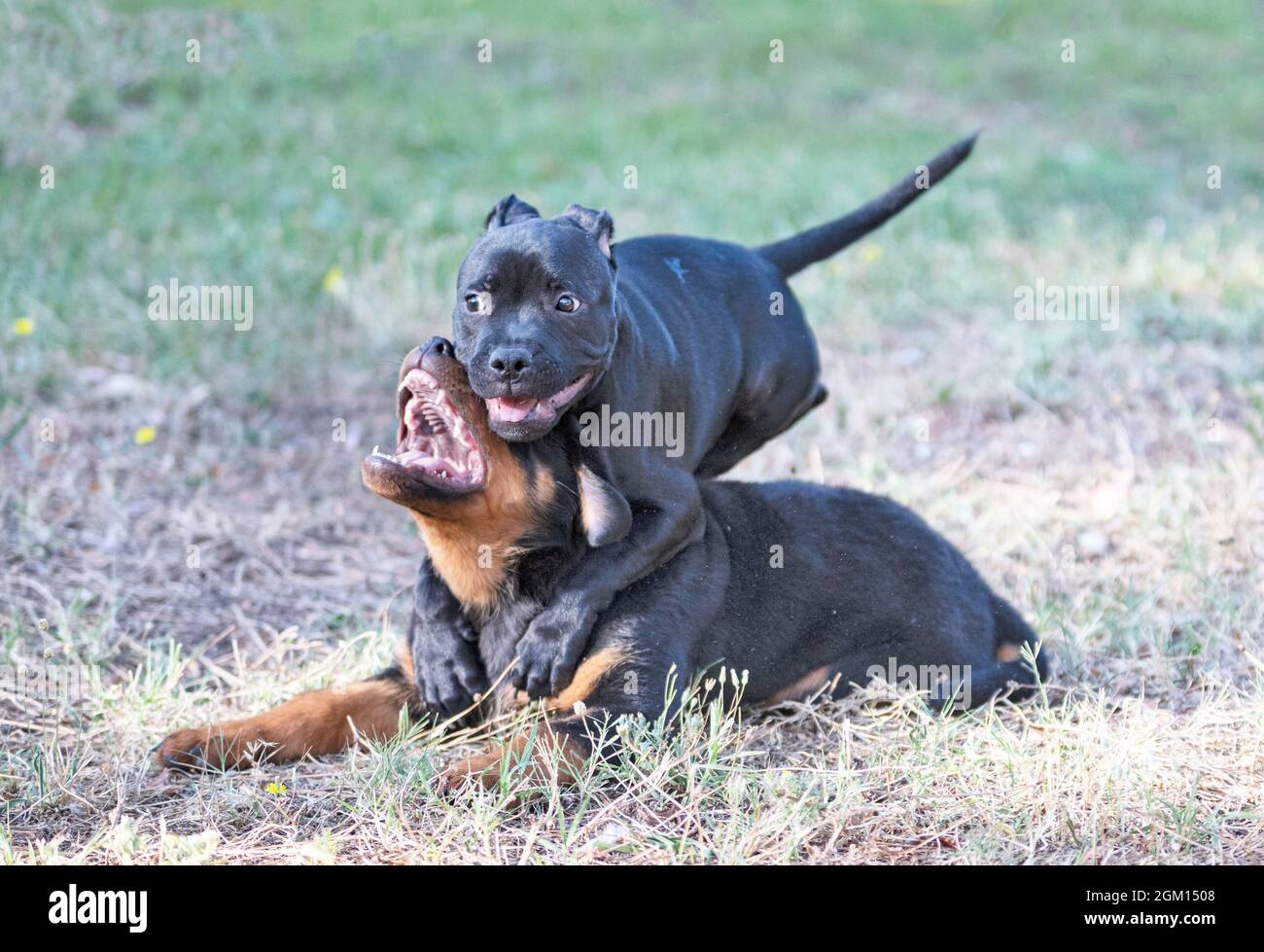 puppies staffordshire bull terrier e rottweiler giocare in un giardino Foto Stock