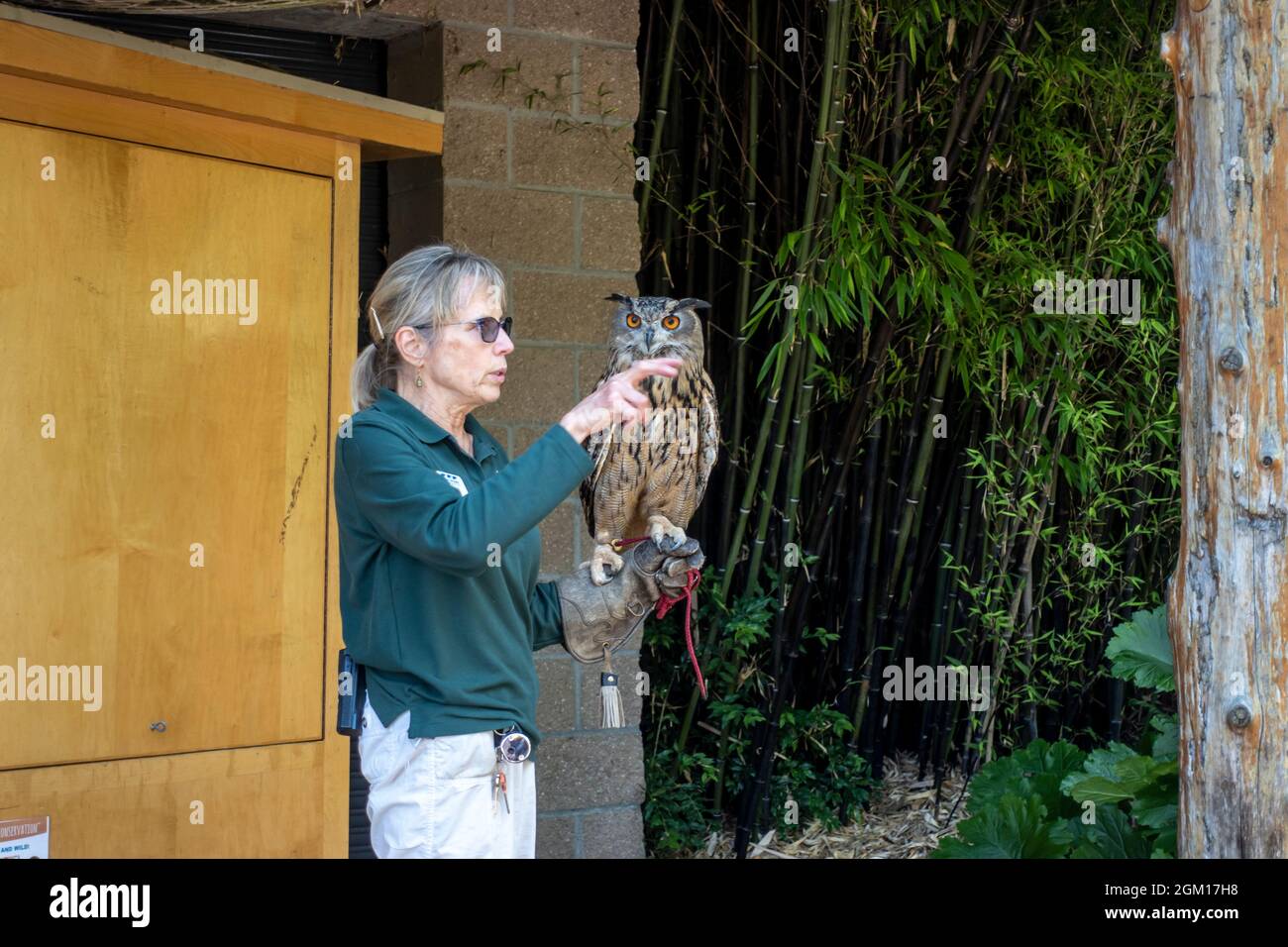 Tacoma, WA USA - circa Agosto 2021: Vista di un membro dello staff dello zoo femminile che gestisce un gufo cornato di fronte a una folla di persone al Point Defiance Zoo. Foto Stock