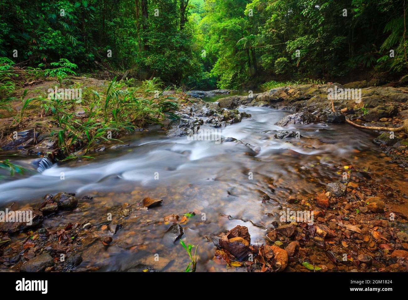 Il paesaggio della foresta pluviale di Panama è un torrente circondato da una fitta e lussureggiante foresta pluviale nel parco nazionale di Portobelo, provincia di Colon, Repubblica di Panama. Foto Stock