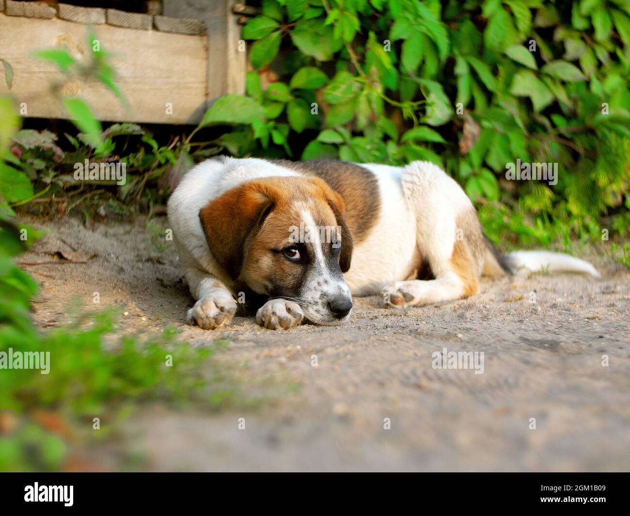 un piccolo cucciolo in avamposto si trova sulla sabbia con erba Foto Stock