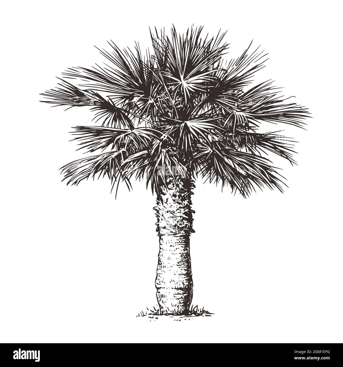 Palma su sfondo bianco. Illustrazione vettoriale dello schizzo disegnata a mano Illustrazione Vettoriale