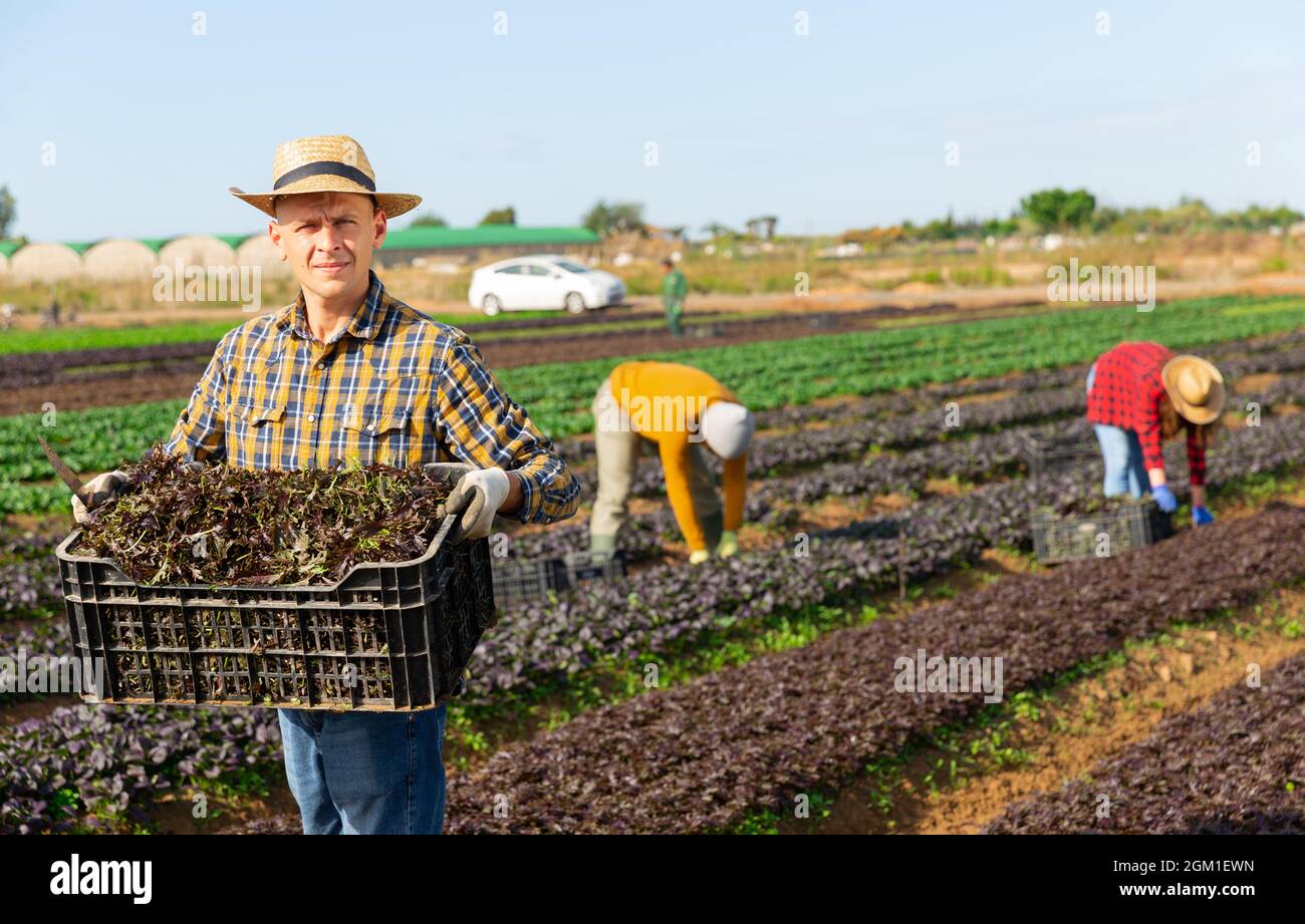 Ritratto di orticoltore in piedi su piantagione di fattoria con scatola di rucola foglia rossa durante la raccolta Foto Stock