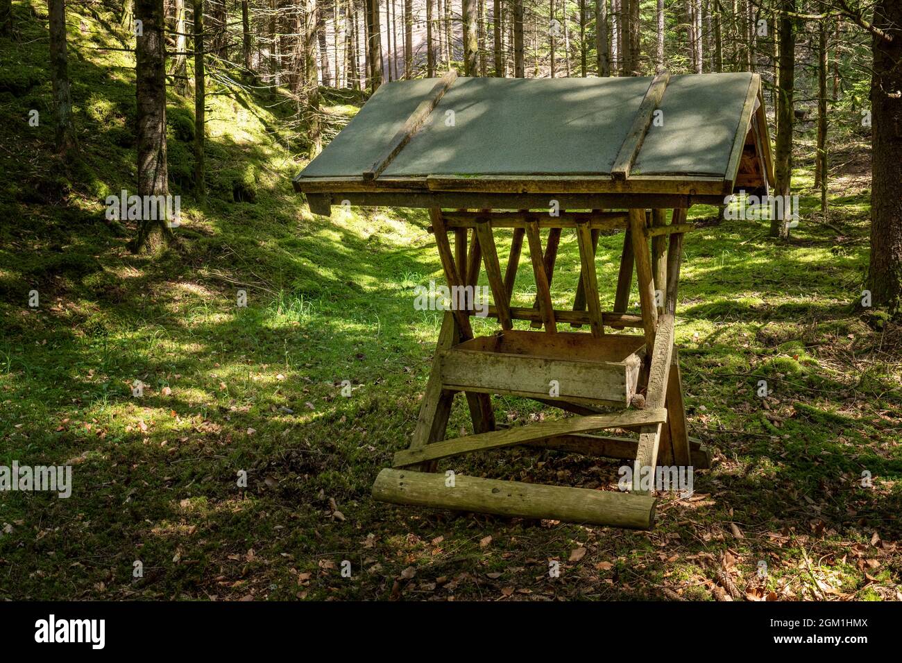 Nutrire la mangiatoia in una foresta idilliaca in estate Foto Stock