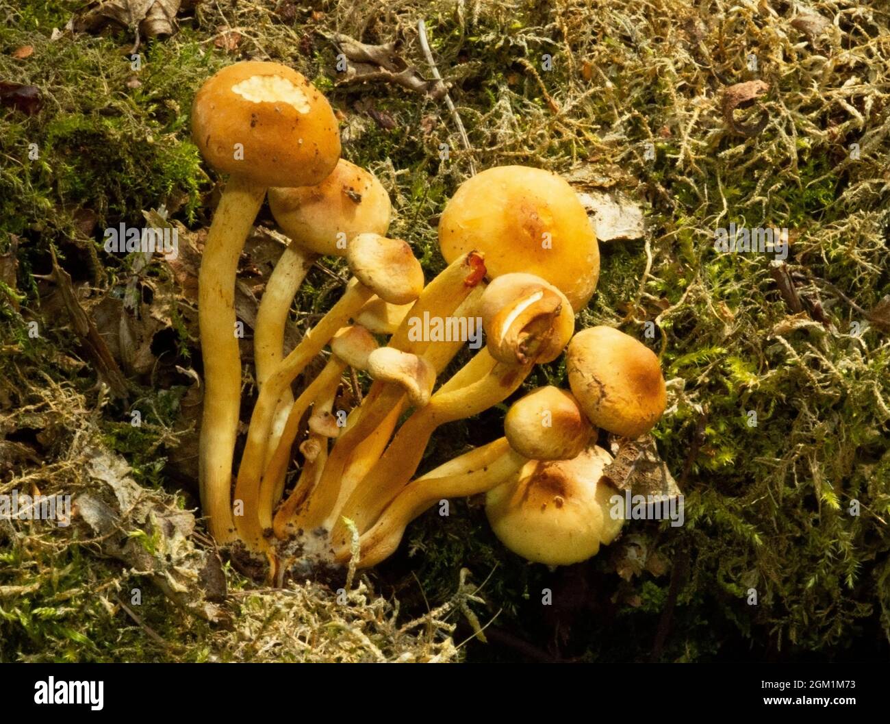 Molto simile nell'aspetto al tuft di zolfo, il Conifer è specifico al legno di conifere morto. La stipe tende ad essere lunga e piegata mentre i colori sono gli stessi Foto Stock