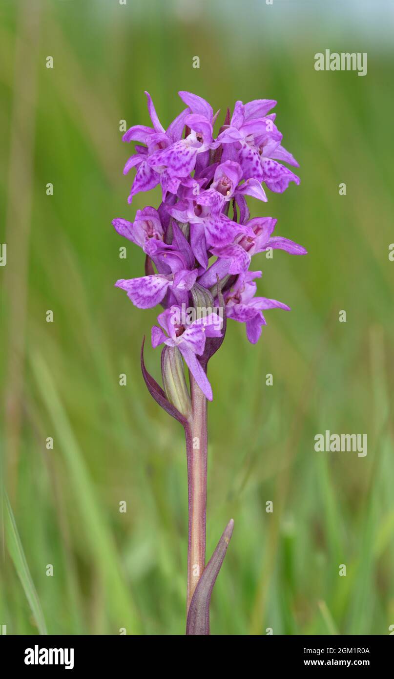 Marsh-orchid di Pugley - Dactylorhiza traunsteinerioides Foto Stock