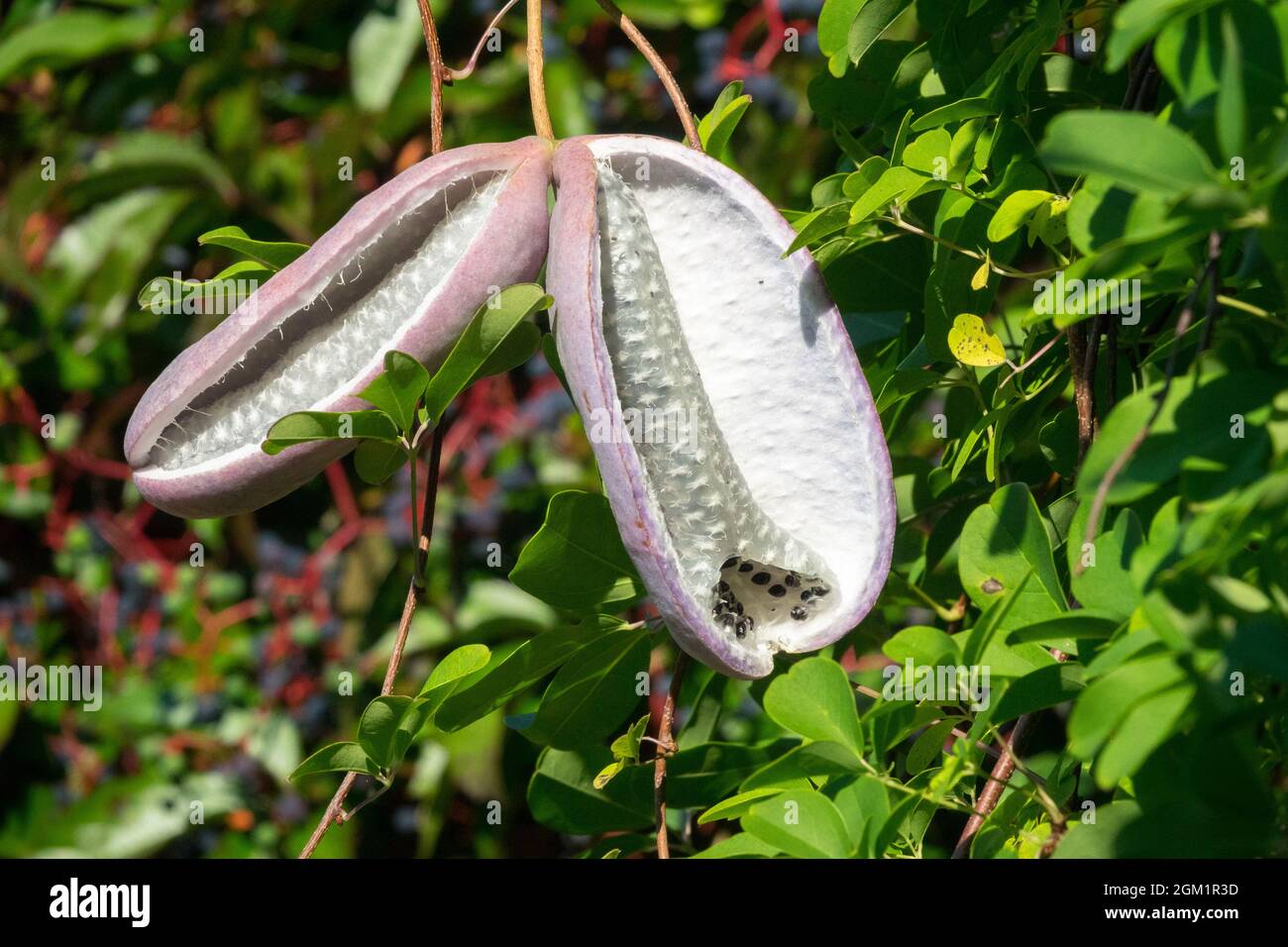 Giardino climber semi appesi pod papavero Akebia chinata Foto Stock