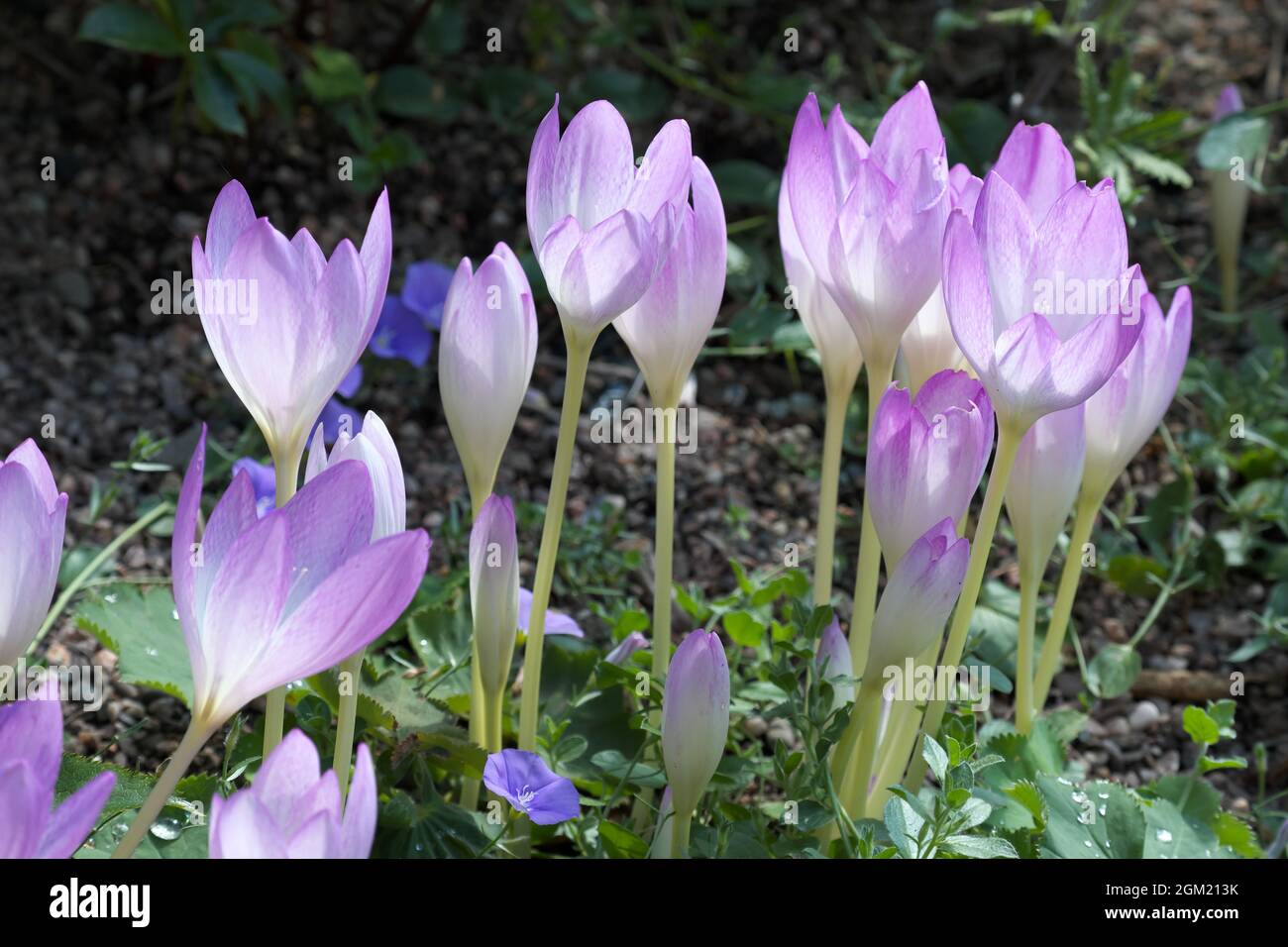 Crocus fiori autunnali nel mese di settembre Regno Unito Foto Stock