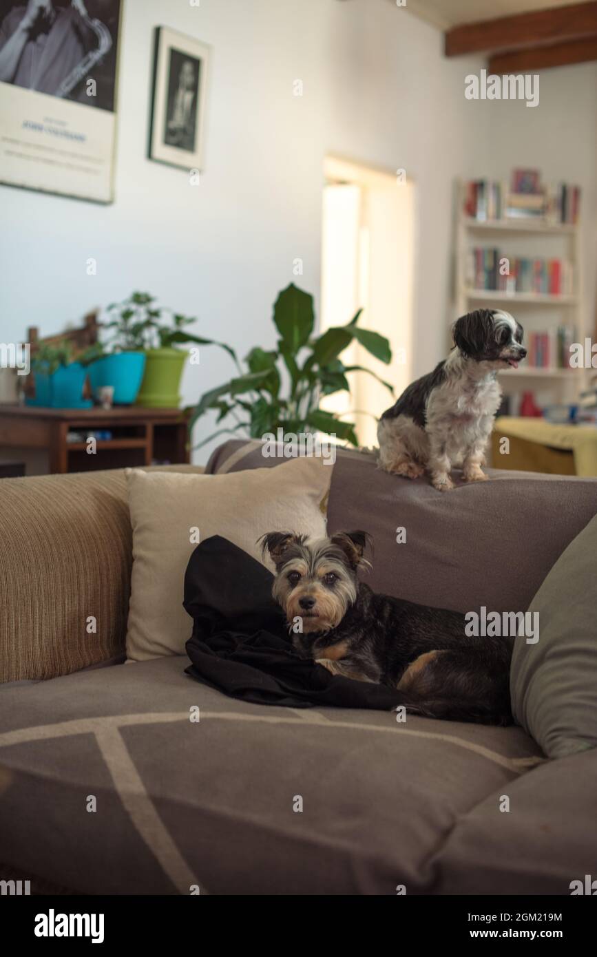 Due cani che hanno un momento di relax sul divano Foto Stock