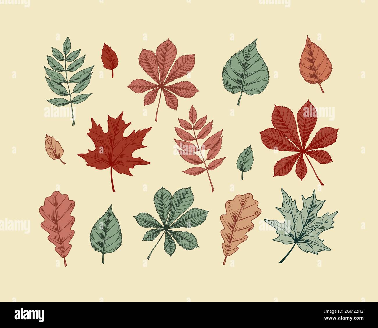 Set di foglie autunnali. Illustrazione vettoriale disegnata a mano Illustrazione Vettoriale