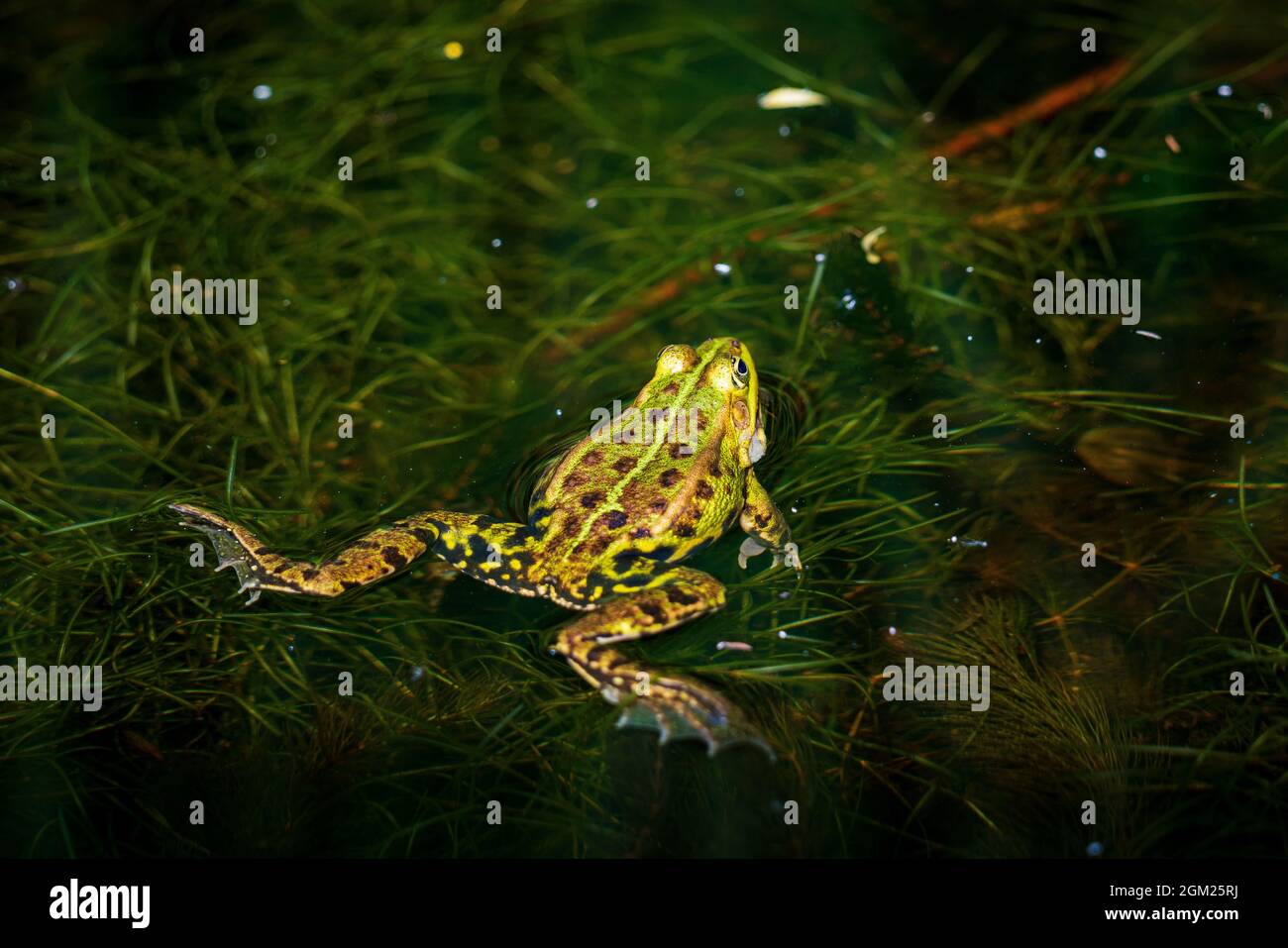 Chiamata rana stagno in acqua Foto Stock