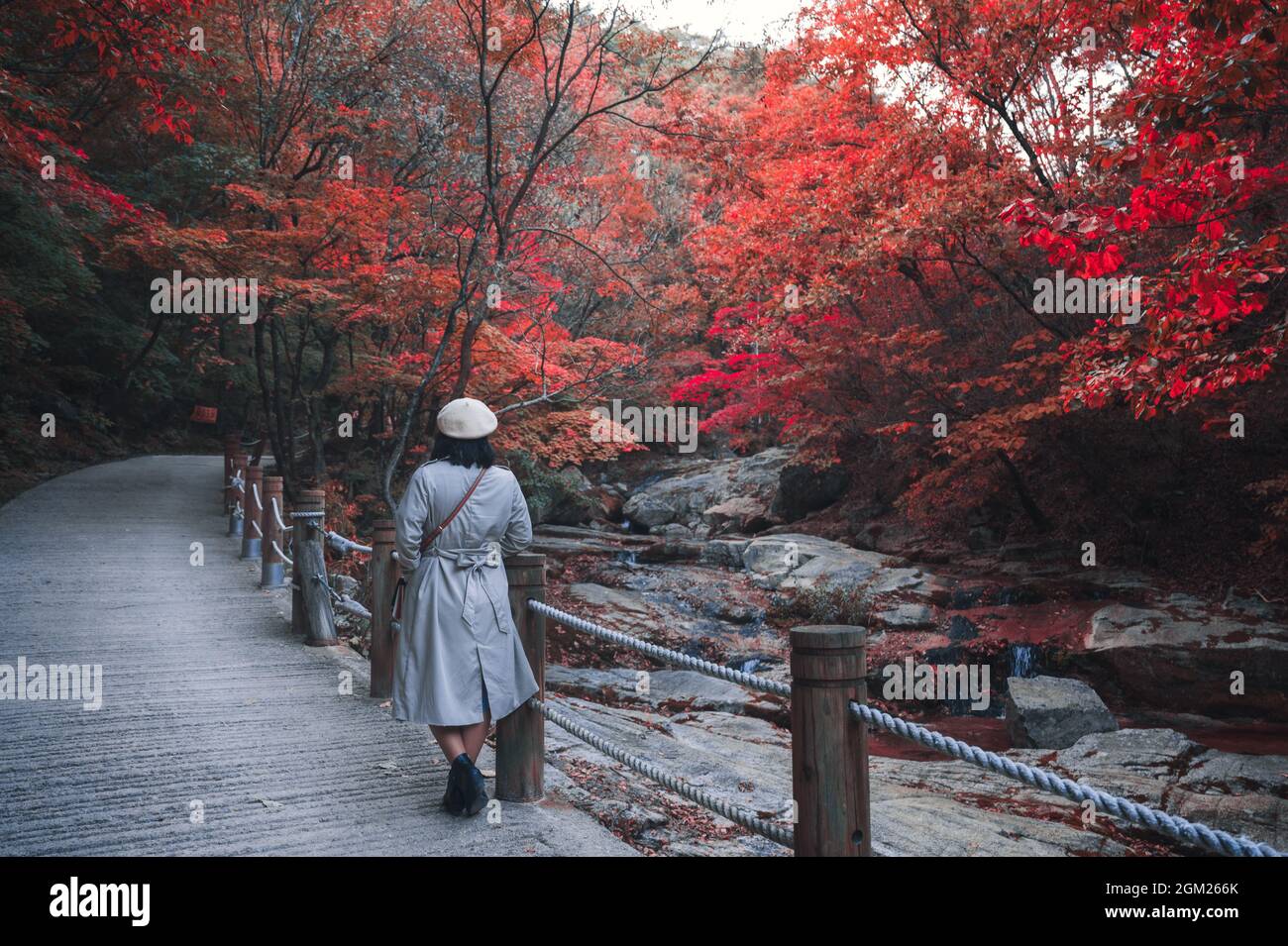 Donna asiatica che indossa cappello e cappotto invernale che cammina nella foresta d'acero d'autunno e nebbia al parco nazionale Foto Stock