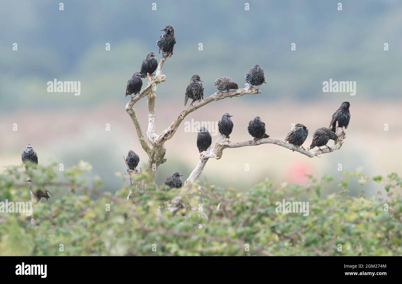 Un gregge di giovani (Sturnus vulgaris) arroccato nei rami di un albero morto Foto Stock