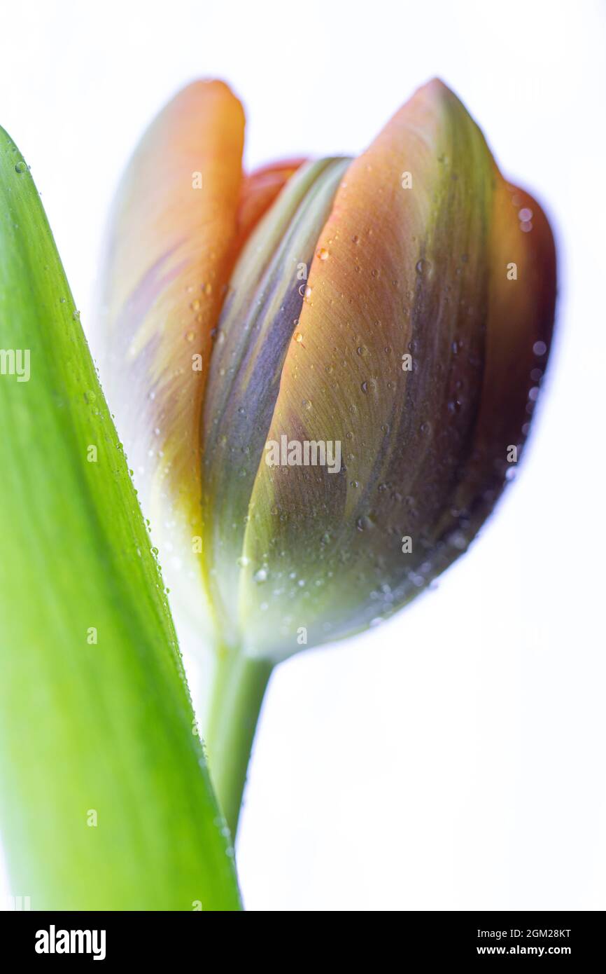 tulipanes de mi jardin Foto Stock