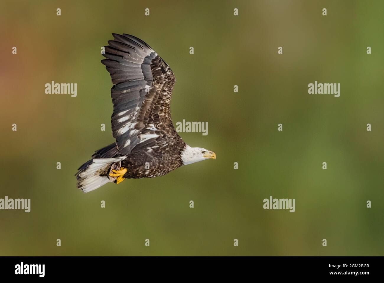 Bald Eagle in Flight - il maestoso e nazionale uccello degli Stati Uniti in volo. Questa immagine è disponibile anche in bianco e nero. Per visualizzare l'annuncio Foto Stock
