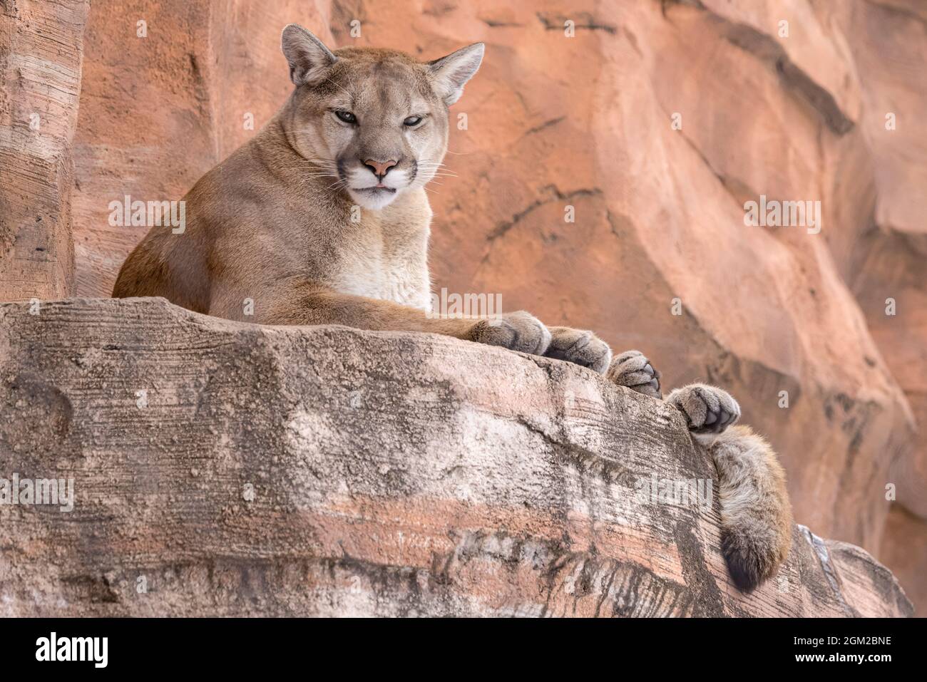 Cougar - un gallo che riposa su roccia rossa guardando sopra con la punta stessa della sua lingua che mostra. Questa immagine è disponibile anche in bianco e nero. Per vie Foto Stock