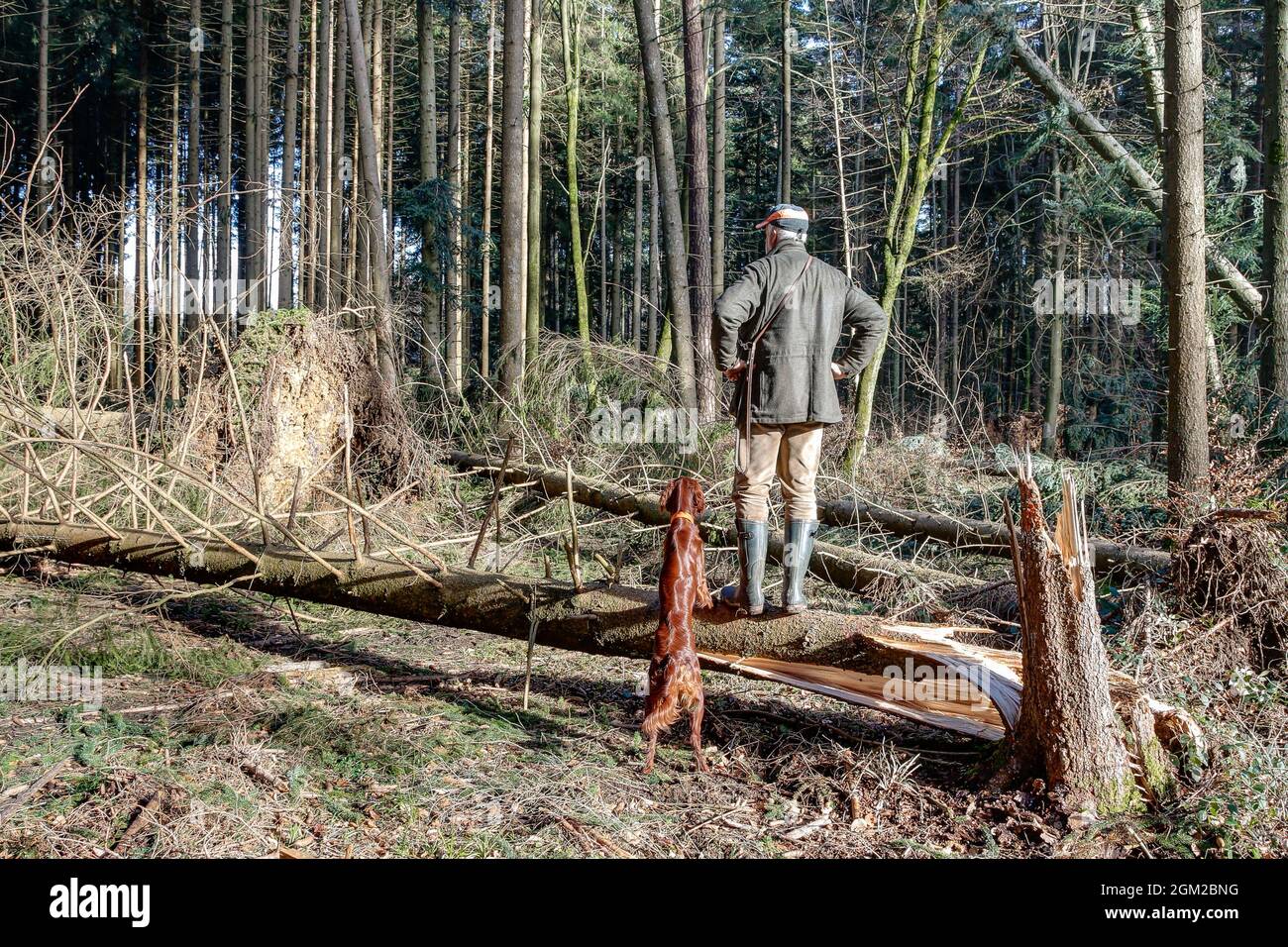 Un forester con il suo cane da caccia si erge su un tronco caduto dell'albero ed esamina i danni causati dalla tempesta nella foresta. Foto Stock