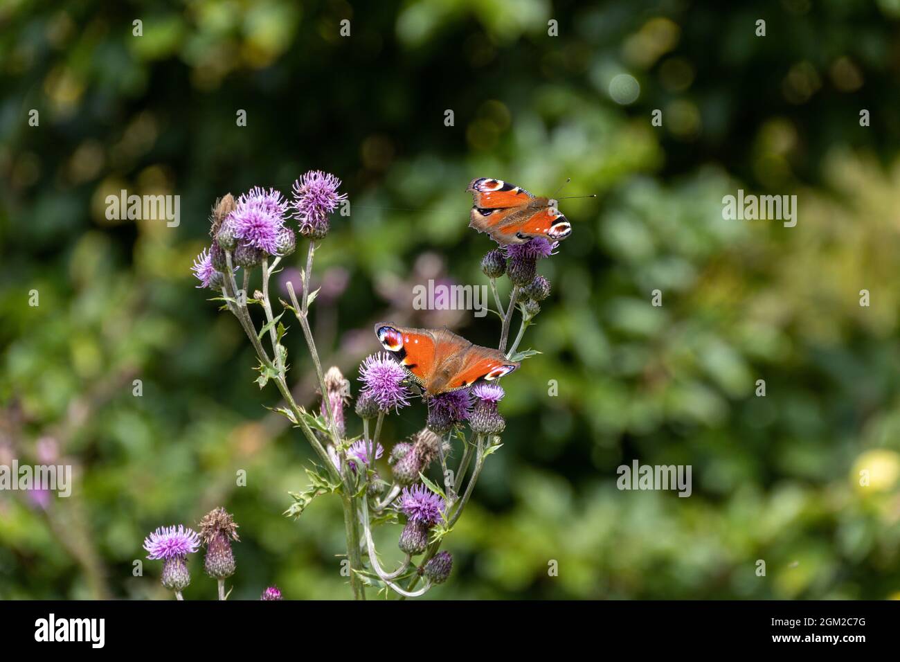 Primo piano di due farfalle di pavone su una ortica su sfondo verde Foto Stock