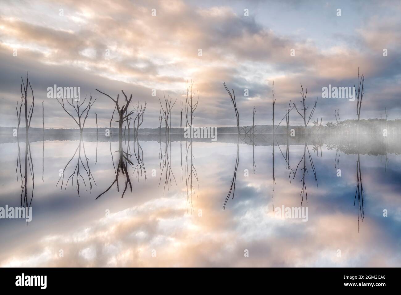 Un Alba di Foggy - alberi emergono a Dawn - rami di albero morto cominciano ad emergere attraverso la nebbia proprio prima che il sole nascente inizi a bruciare la mattina presto Foto Stock