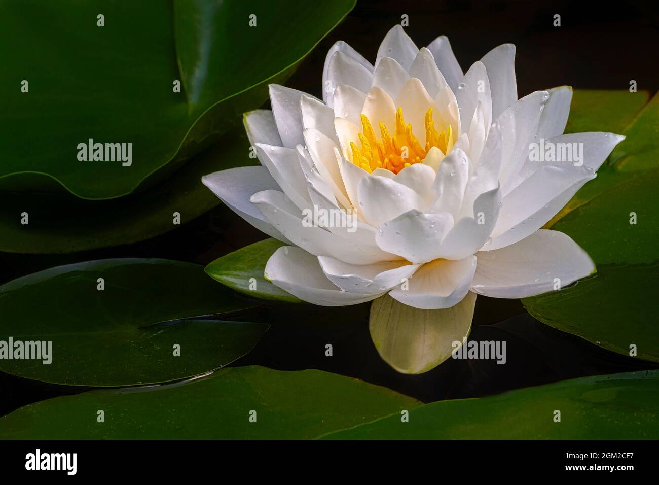 White and Gold Waterlily - questo splendido fiore acquatico tropicale e le piazzole nel laghetto. Per visualizzare altre immagini o fotografie da questo Foto Stock
