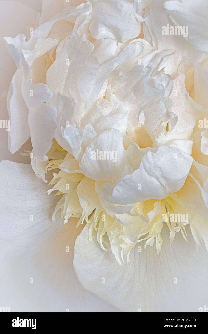 White Peony Closeup - Vista ravvicinata del centro di un fiore di Peony bianco. Questa immagine è disponibile sia a colori che in bianco e nero. Per visualizzare ulteriori i Foto Stock
