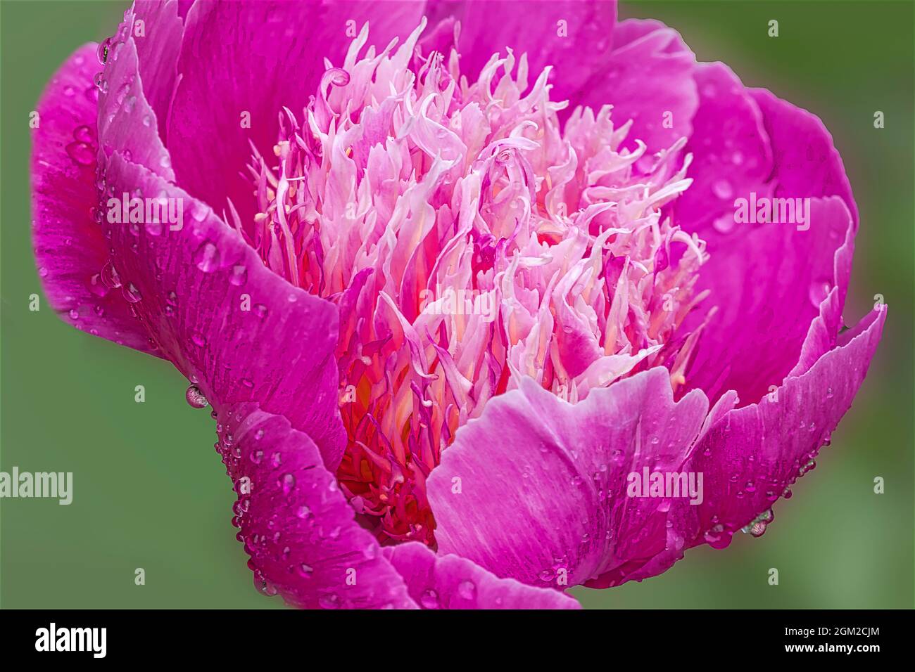 Gocce di pioggia di Peony rosa - primo piano di un fiore di Poeny con gocce d'acqua dopo una doccia di primavera. Foto Stock