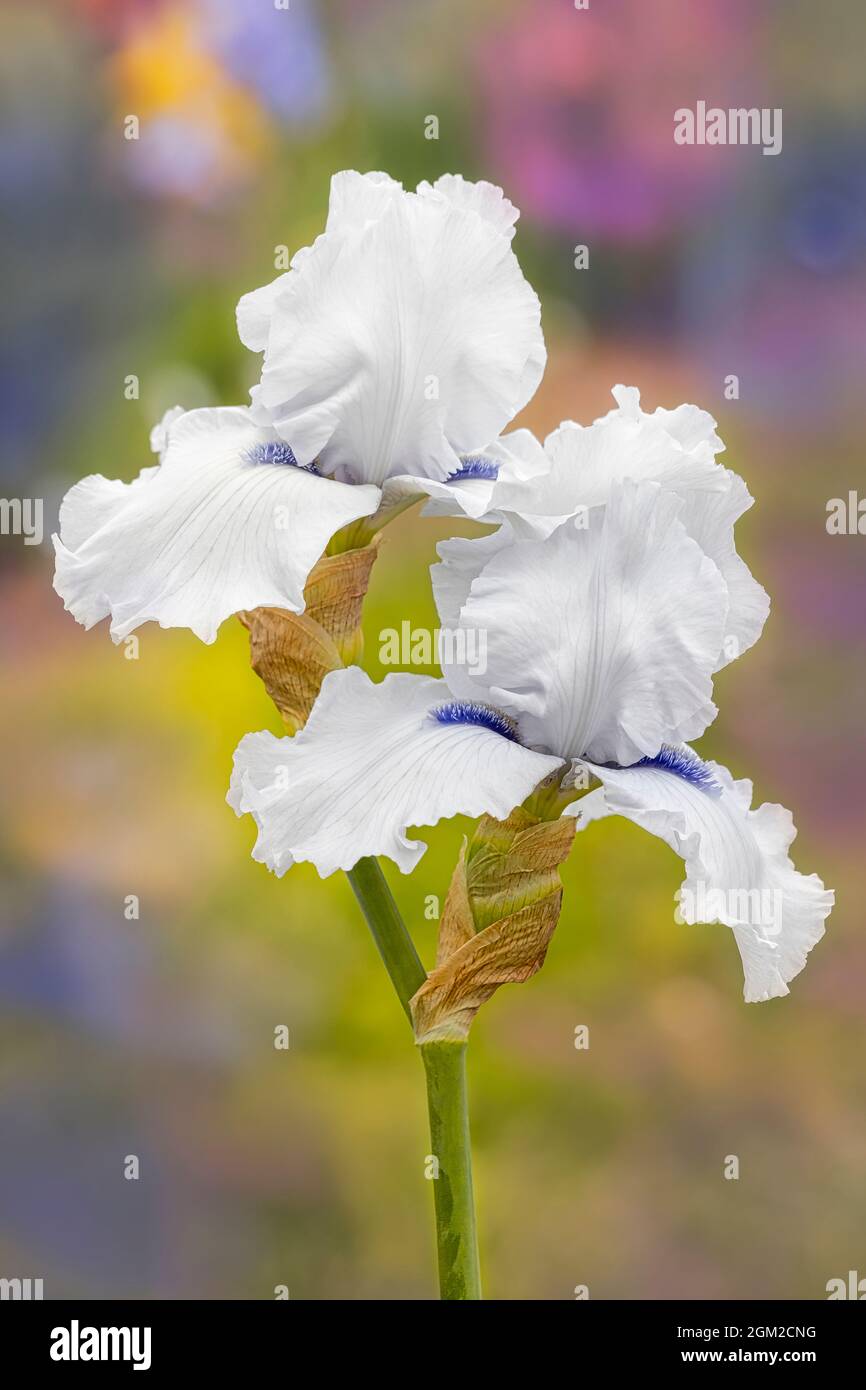 Bearded Iris in Garden - grazioso bianco e viola Bearded Iris fiore su un morbido sfondo colorato giardino floreale. Questa immagine è disponibile anche Foto Stock