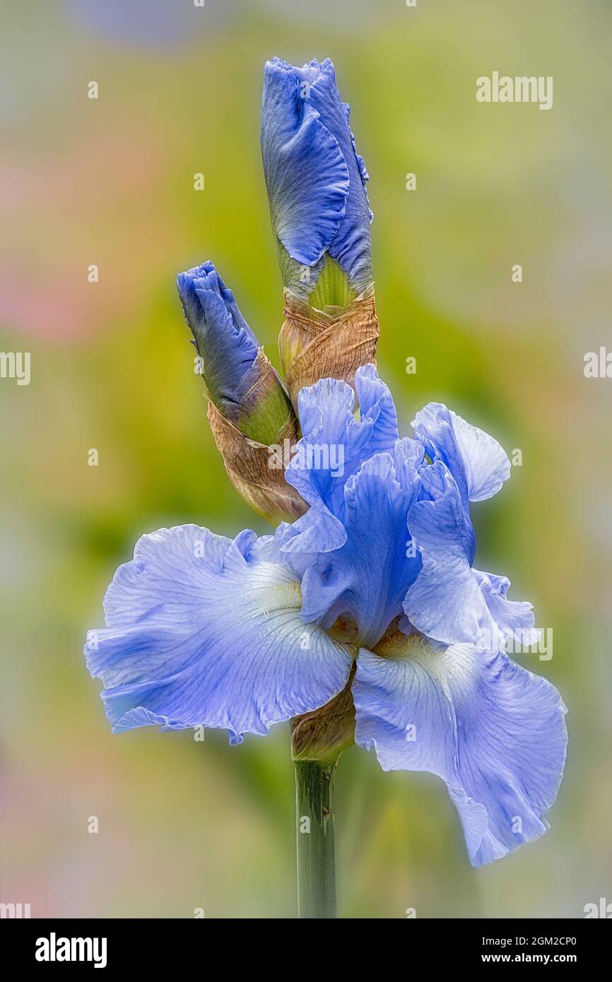 Iride bearded e germogli - grazioso lavanda e fiore viola Bearded Iris su un morbido sfondo colorato giardino floreale. Anche questa immagine è disponibile Foto Stock