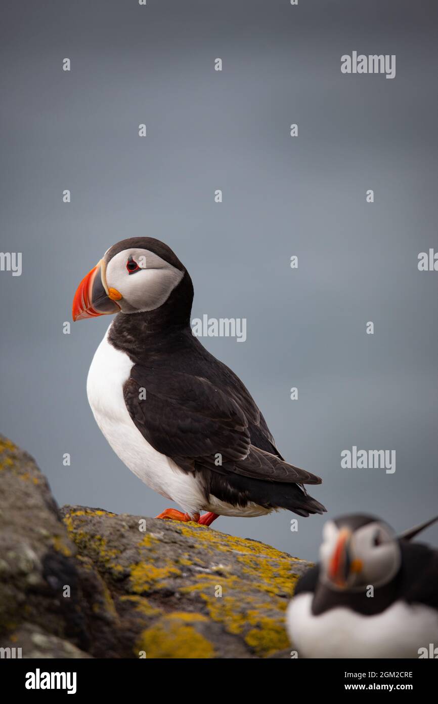 Puffins sull'isola di maggio, Anstruther, Scozia, Regno Unito Foto Stock