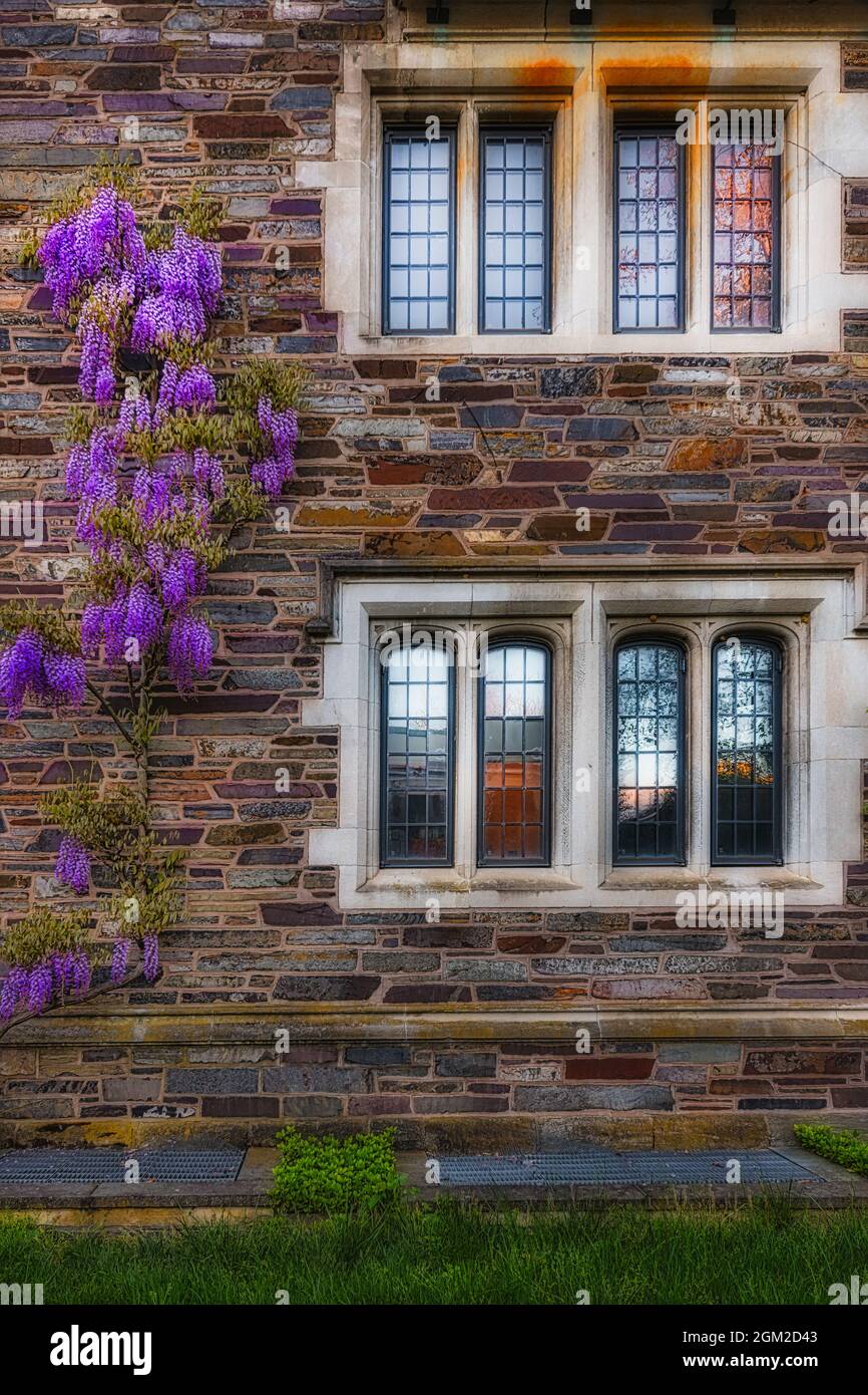 Princeton University Wisteria - una vista sui fiori di Wisteria che crescono le finestre a lato della Collegiata struttura in stile gotico. Princet Foto Stock