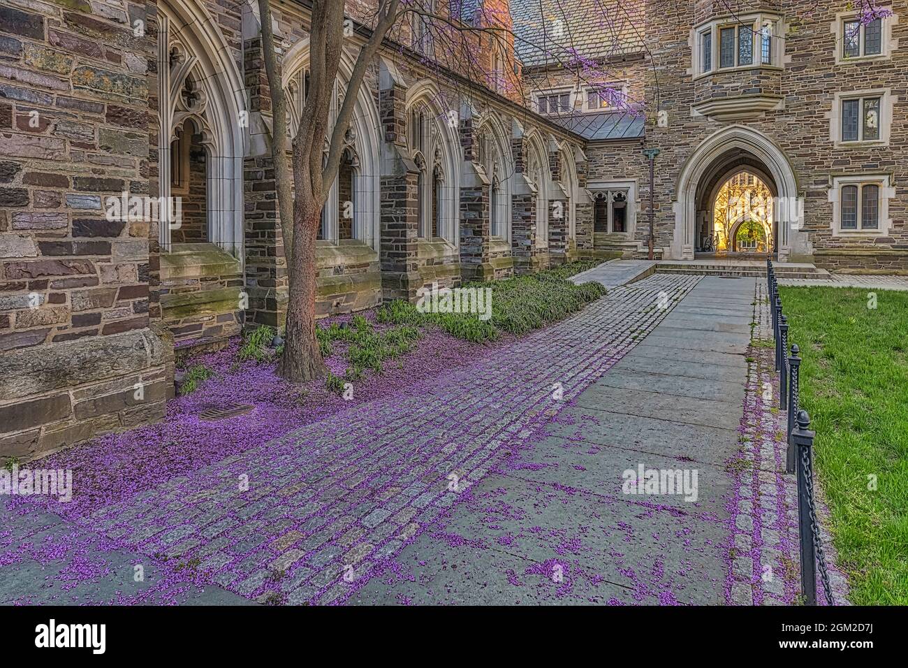 Princeton University Spring - una vista di un perfetto esempio di architettura gotica Collegiata. I fiori di primavera sono caduti e coprono il terreno A. Foto Stock