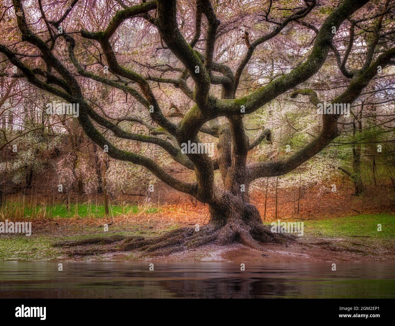 Branch Brook Park Cherry Blossoms è la madre nature dopo confetti partito che è visibile sul terreno poco dopo la fine del Cherry Blossom F Foto Stock