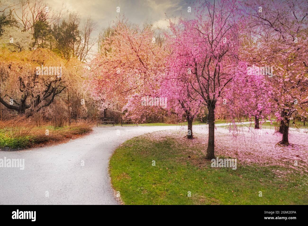Cherry Blossom Path - Branch Brook Park Cherry Blossom Tree path durante il Cherry Blossom Festival a Newark, New Jersey. Il New Jersey ha più ciliegia Foto Stock