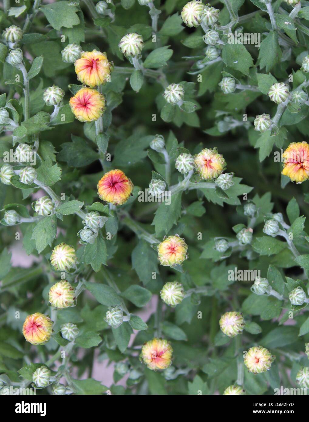 Germogli piccoli su una pianta di Chrysanthemum Foto Stock
