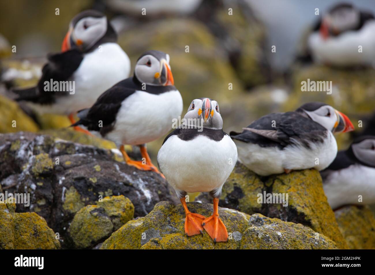 Puffins sull'isola di maggio, Anstruther, Scozia, Regno Unito Foto Stock