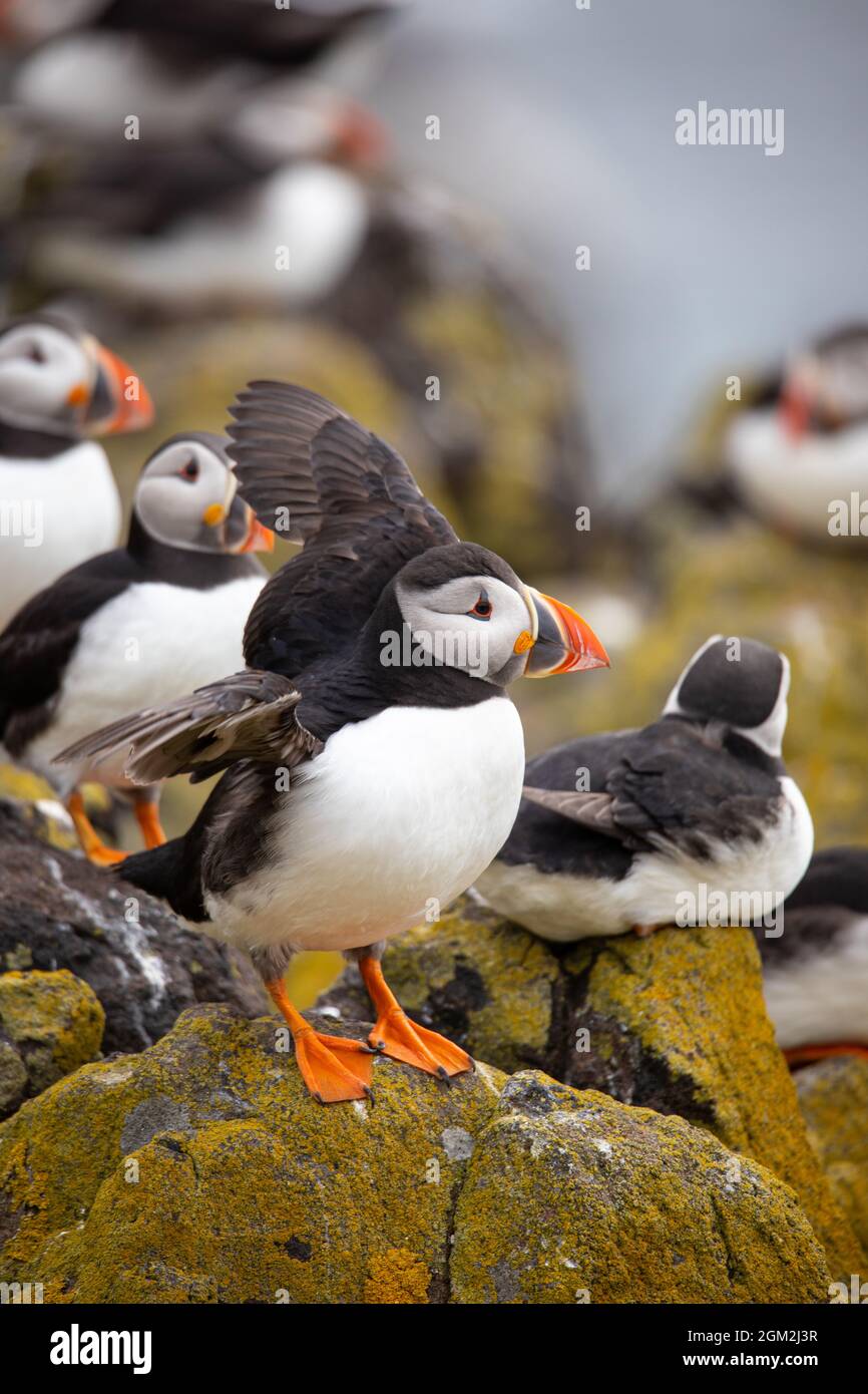 Puffins sull'isola di maggio, Anstruther, Scozia, Regno Unito Foto Stock